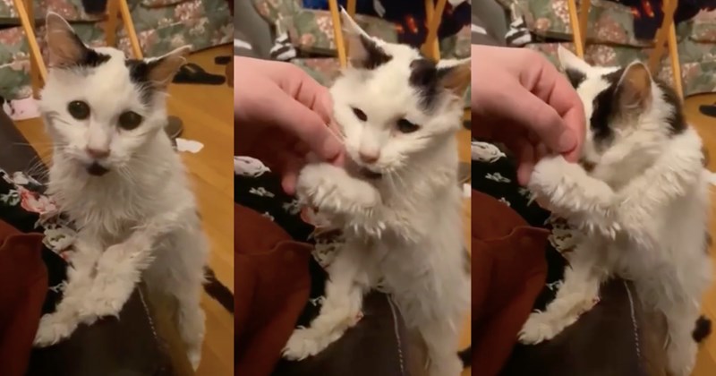 old cat cats cute wholesome senior feline