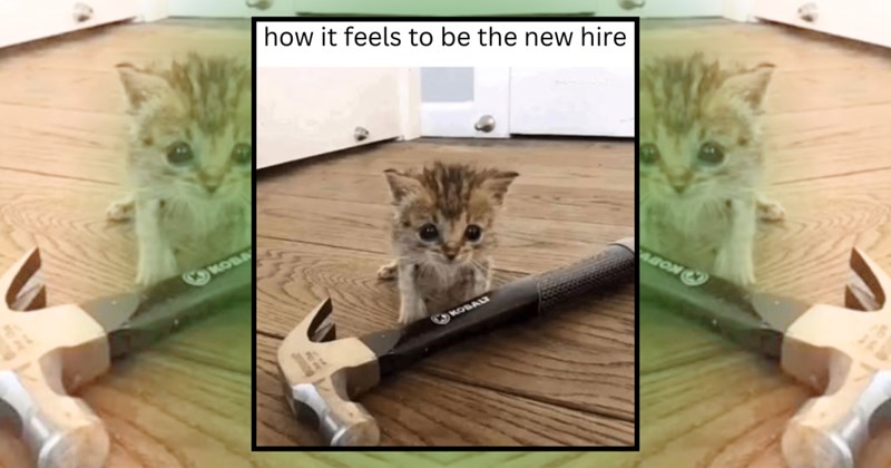 work job workplace memes meme coworker manager boss employee