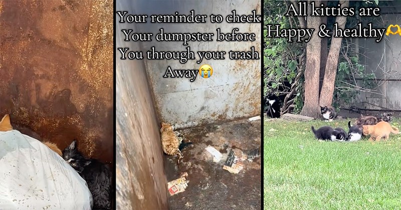 Cats pet parents uplifting feline happy Cats happiness animals hopecore rescue - 44679173