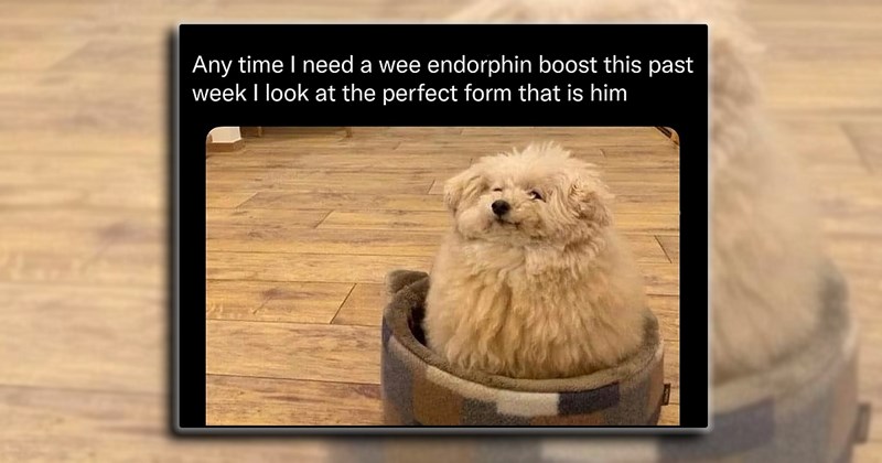humor wholesome dogs puppy canine Memes comedy laughing animals cuteness overload Doggos - 44679685