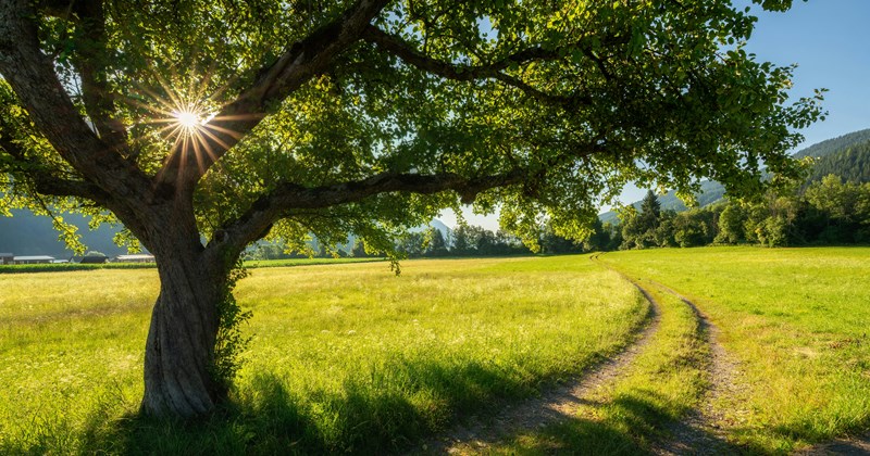 Neighbors trees Georgia - 44684805