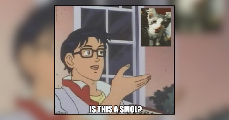 21 cat memes | thumbnail includes one meme and one picture of text including 'IS THIS A SMOL?' 