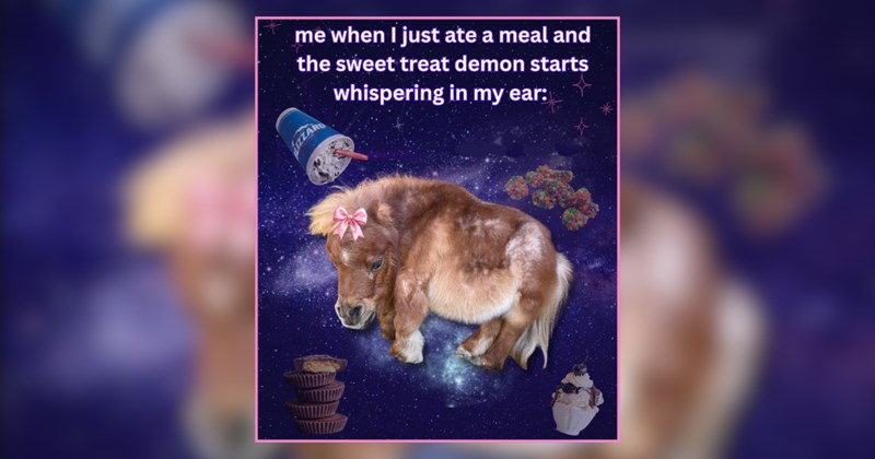 A Circus Tent of Animal Comedy for the Whawl Family