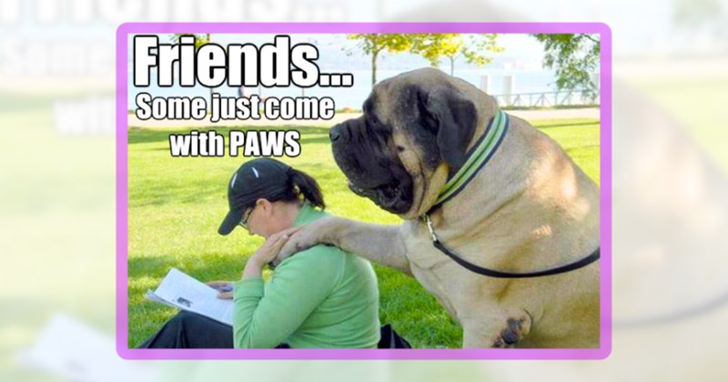 24 dog memes | thumbnail includes one meme including 'Friends... Some just come with PAWS'