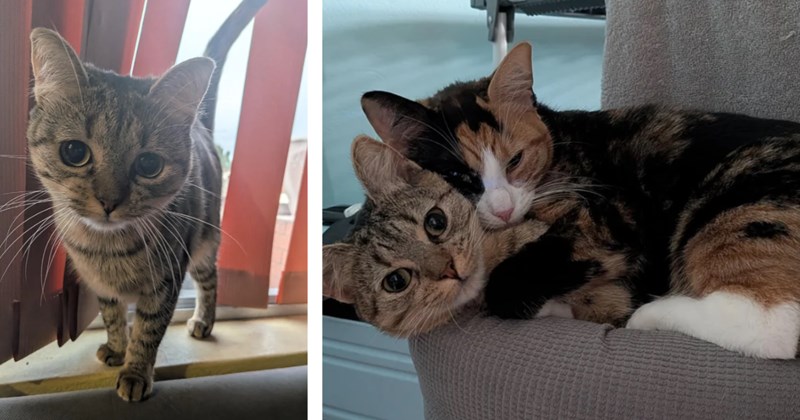 '[She was] looking very small, very skinny and very ready to be taken in and loved': Couple unknowingly rescues little kitten who's actually pregnant, they help take care of the litter and eventually get her kittens adopted
