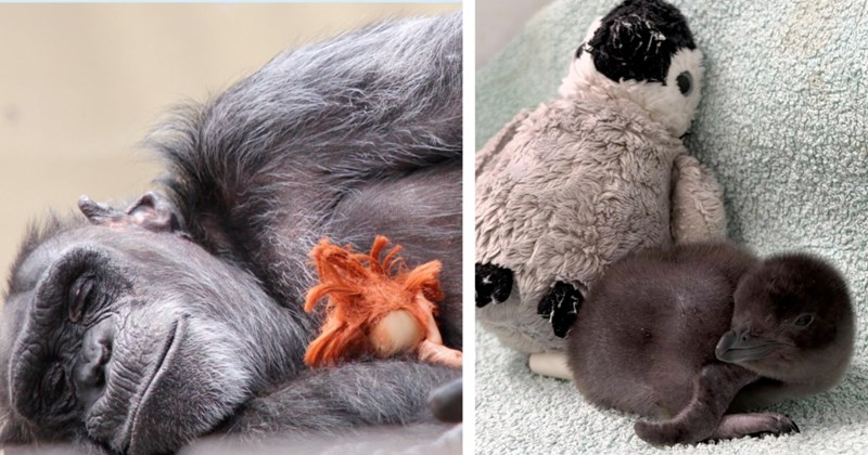 Baby animals with bonds to stuffed animals or toys | Thumbnail includes one picture of a chimpanzee and a toy, and one picture of a baby penguin and a stuffed penguin