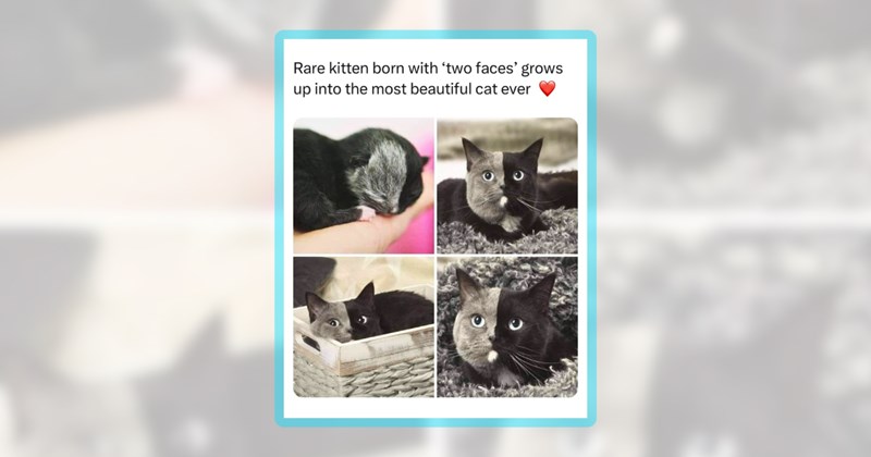 23 cat memes | thumbnail includes one meme including 'Rare kitten born with 'two faces' grows up into the most beautiful cat ever'