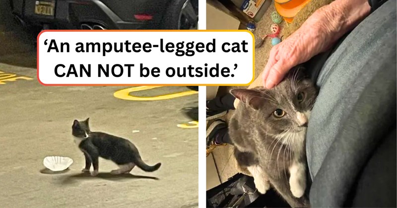 29 text pictures, 4 cat pictures | thumbnail includes two pictures of a cat, and ‘An amputee-legged cat CAN NOT be outside.’