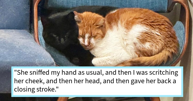 Bonded cats rescued hoarder house finally let new pawrents pet after full year adoption trust building, cat dad says: ‘We expect nothing from cats which makes so rewarding whenever we make even an inch of progress.’  | thumbnail includes one image which shows a black and an orange cat curled up cuddling on a chair ‘“She sniffed my hand as usual, and then I was scritching her cheek, and then her head, and then gave her back a closing stroke.”’