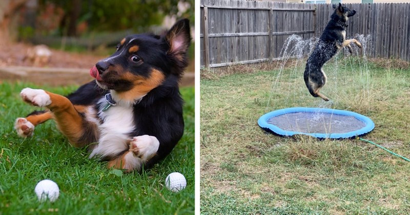 21 Kinda Crazy Canine Pics In Case You Were Just Flying off the Handle | thumbnail includes two images one image shows a black and brown dog with a wild look in its eyes playing on grass, the other image shows a black and brown dog jumping through a water fountain in backyard