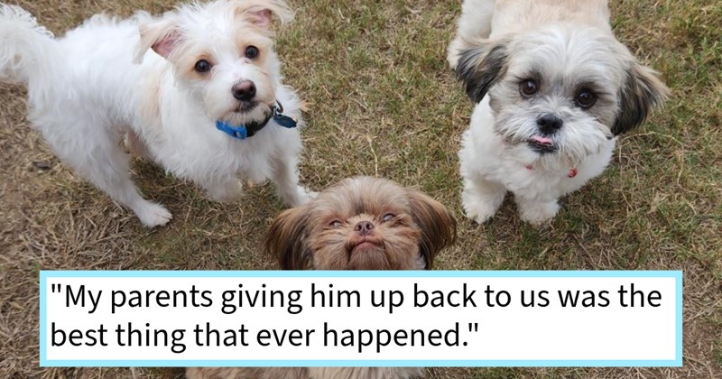 Couple who rescued poorly treated dog for parents finds out dog was destined be theirs all along after arduous adoption period their house, dog mom says: ‘My fiance I knew instantly he needed to come back home with us’ | thumbnail includes one image which shows two scruffy white dogs and a scruffy brown dog on grass ‘“My parents giving him up back to us was the best thing that ever happened.”’