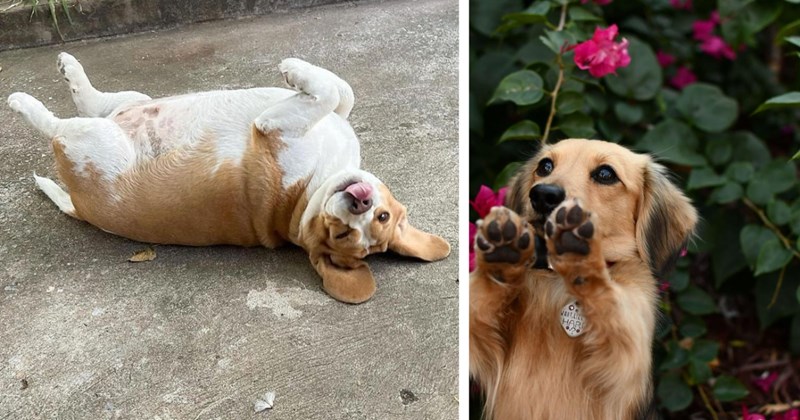 22 Pawdorable Photos Puppers Posing with their Paws | thumbnail includes two images one image shows a brown and white dog lying on its back paws in the air, the other image shows a small brown dog with paws in the air