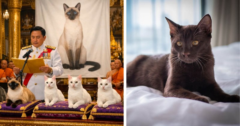 Tweets and lore about 5 Thai cat breeds | Thumbnail includes one picture of cats in a Thai ceremony and one picture of a Suphalak cat
