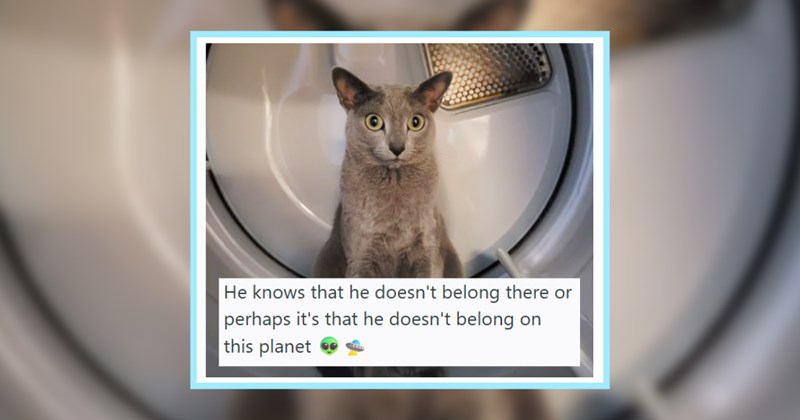 22 Rule Breaking Cat Children Caught in Violation of their Pawrent’s HOA Agreement | thumbnail includes one image which shows a gray cat sitting in a washing machine ‘He knows that he dosen’t belong there or perhaps it’s that he dosen’t belong on this planet’