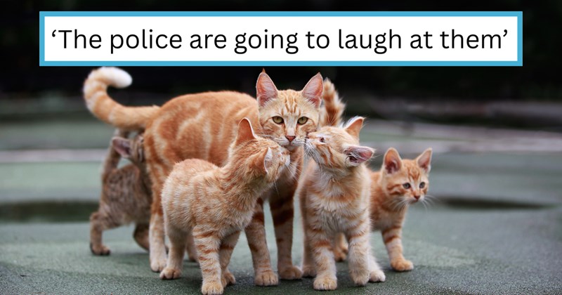 Story of cat and kitten rescue with original owner drama | Thumbnail includes one picture of an orange cats' family portrait and one picture of text including '‘The police are going to laugh at them’'