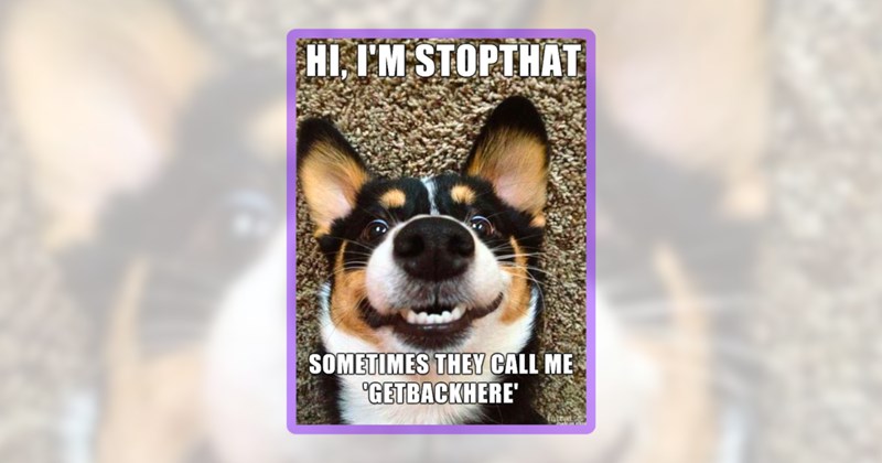 23 dog memes | thumbnail includes one meme including 'HI, I'M STOPTHAT SOMETIMES THEY CALL ME "GETBACKHERE''