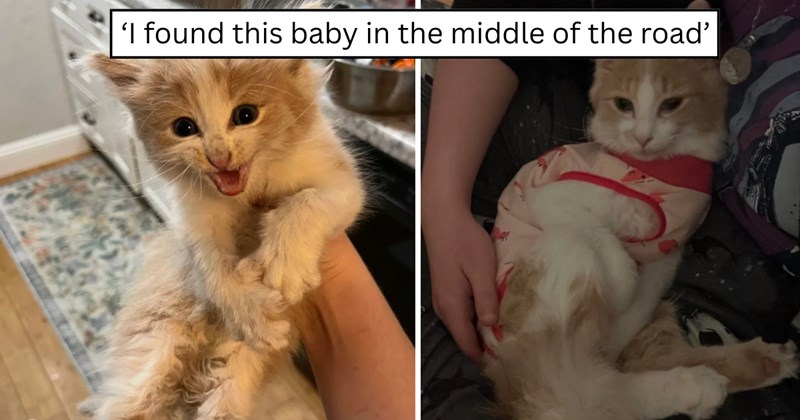 20 pictures of cats and text | thumbnail includes two pictures of a cat and one picture of text including '‘I found this baby in the middle of the road’' 