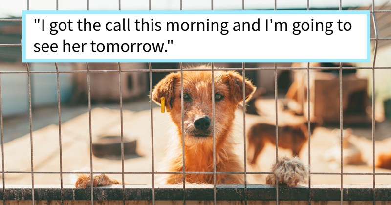 Student who rescued and dropped stray dog shelter filled regret after forming deep bond with pupper, resulting heartwarming adoption reunion after hold period ended, says: ‘I loved her so much I regret ever taking her.’  | thumbnail includes one image which shows a brown dog standing on hind paws looking through metal fence ‘“I got the call this morning and I’m going to see her tomorrow.”’