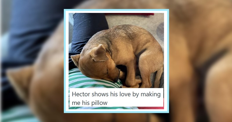 22 Wholesome Ways Our Cute Canines Show us they Love Us | thumbnail includes one image which shows a brown dog curled up on a person’s lap ‘Hector shows his love by making me his pillow’
