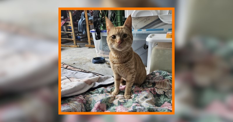 11-year-old desperately wants an orange cat after his crossed the rainbow bridge, his parent's finally give him an orange boy from a shelter and the family was never happier