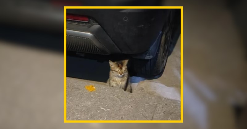 Stray cat hangs around home, teenager lets her in to drink milk despite parents not allowing pets out of superstition, he hopes the CDS chooses him anyway