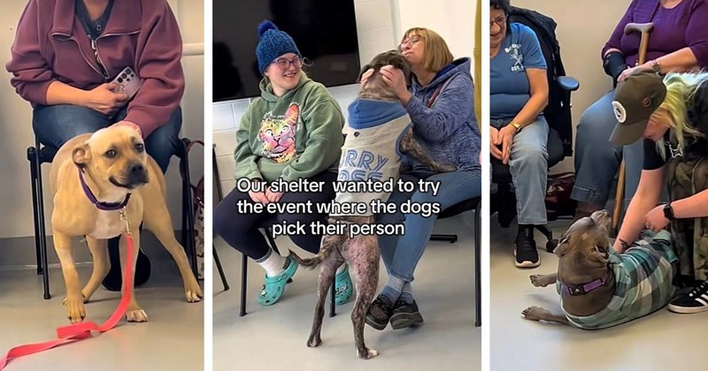 Dog shelter attempts to flip the adoption process by letting doggos choose their new owners: ‘Four dogs from our adoption event have applications’