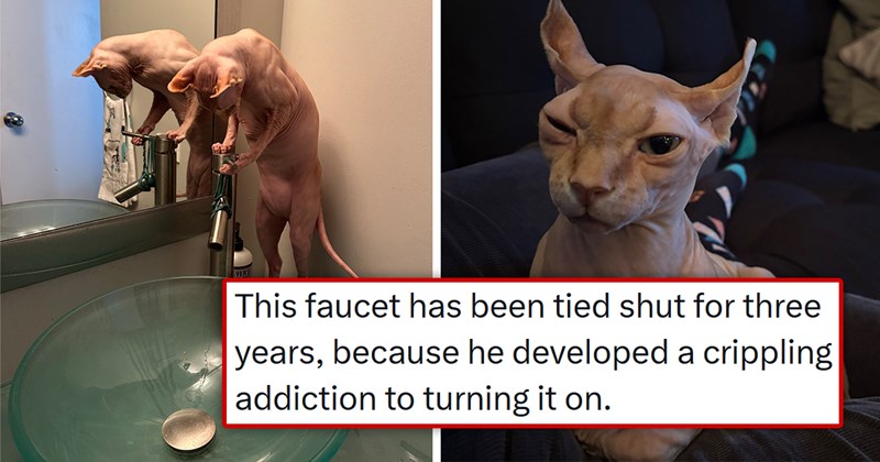 viral cat tweets about a sphynx cat who loves opening up faucets | thumbnail icludes one picture of a sphynx cat opening a faucet and a picture of a cat on a couch 'This faucet has been tied shut for three years, because he developed a crippling addiction to turning it on.'