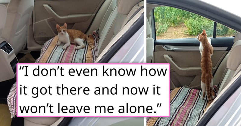 story about a cat jumping into a person's car and adopting them | thumbnail includes two pictures of a cat sitting in a car 'I dont even know how it got there and now it won't leave me alone'