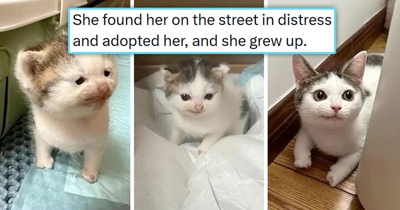 funniest cat tweets of the week | thumbnail includes three pictures of a smirking kitten and cat ' She found her on the street in distress and adopted her, and she grew up'