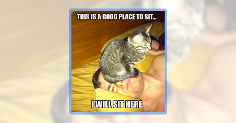 36 cat memes | thumbnail includes one meme including 'THIS IS A GOOD PLACE TO SIT... I WILL SIT HERE...'