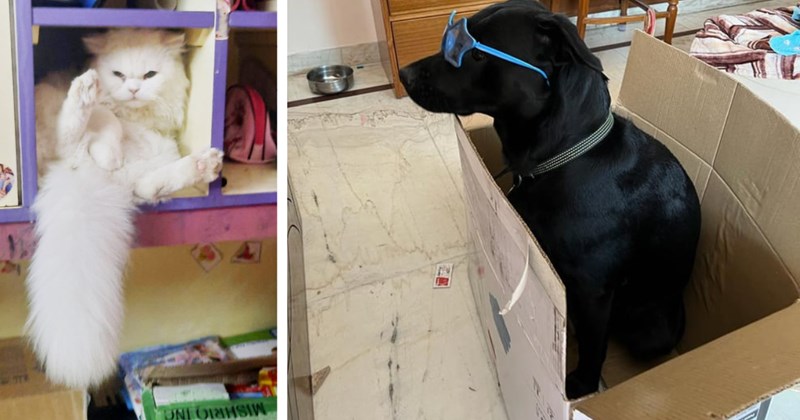 23 Funny Pics of Pets in Places they Probably Shouldn’t Be | thumbnail includes two images one image shows a fluffy white cat stuffed into a cubby hole bent over, the other image shows a black dog wearing light blue sunglasses sitting in a cardboard box