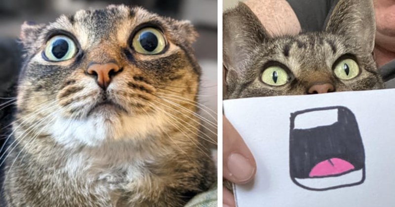 24 Uplifting Pics Cute Cats In Case You’re Having Bad Day | thumbnail includes two images one image shows a tabby cat wide-eyed looking slightly up, the other image shows a tabby cat head with a sheet of paper blocking nose and mouth with a screaming cartoon mouth and tongue drawn on the paper