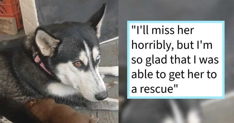 Husky who was dumped, adopted abandoned again indoor potty mistake after recently giving birth Georgia finally accepted rescue program: ‘Where she'll find a permanent home and receive the kind of training and stimulation that she needs.’ | thumbnail includes one image which shows a black and white husky lying on floor ‘“I’ll miss her horribly, but I’m so glad that I was able to get her to a rescue”