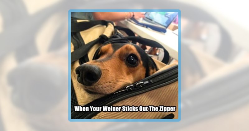 21 wiener dog memes | thumbnail includes one meme including 'When Your Weiner Sticks Out The Zipper'