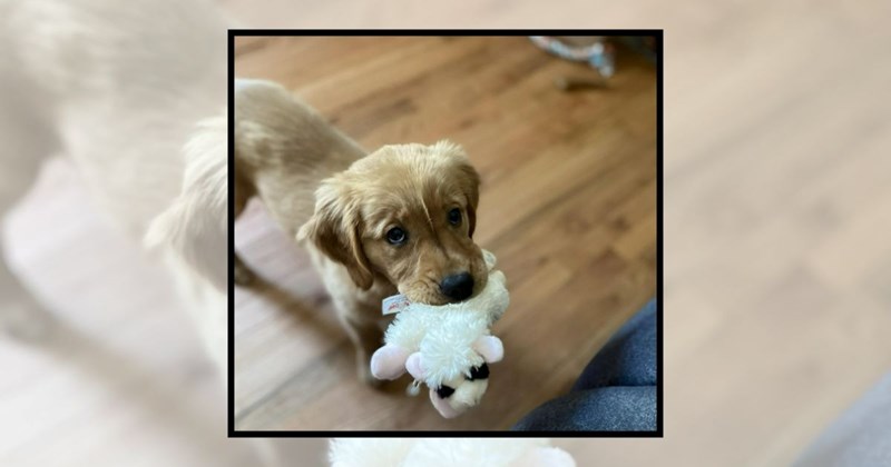 funny puppy memes puppy eyes golden retrievers golden retriever puppy love Doggos - 44704005