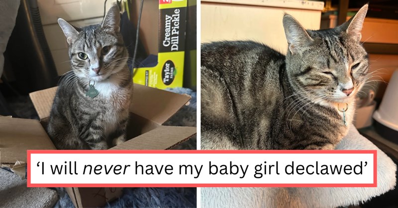 Story and pictures of family drama over declawing cat | Thumbnail includes two pictures of a cat and one picture of text including '‘I will never have my baby girl declawed’'