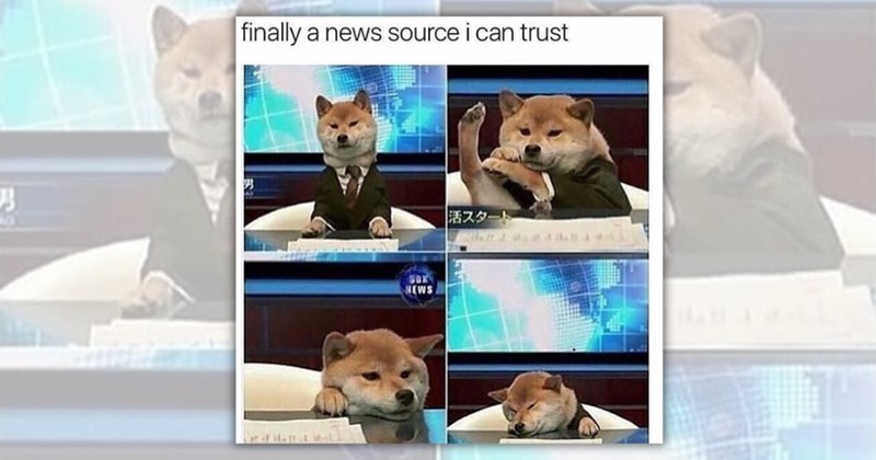 27 dog memes | Thumbnail includes one meme including 'finally a news source i can trust SBK NEWS 活スタート'
