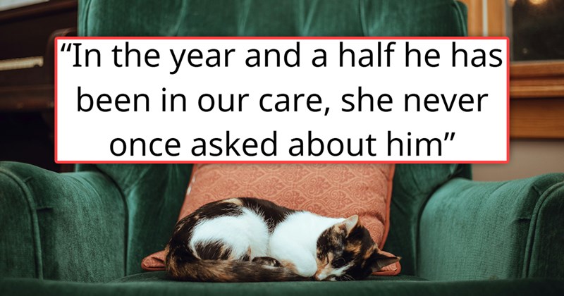 story about triplets adopting a cat and their cousin demanding it back | thumbnail includes one picture of a cat on a couch 'In the year and a half he has been our care she has never asked about him'