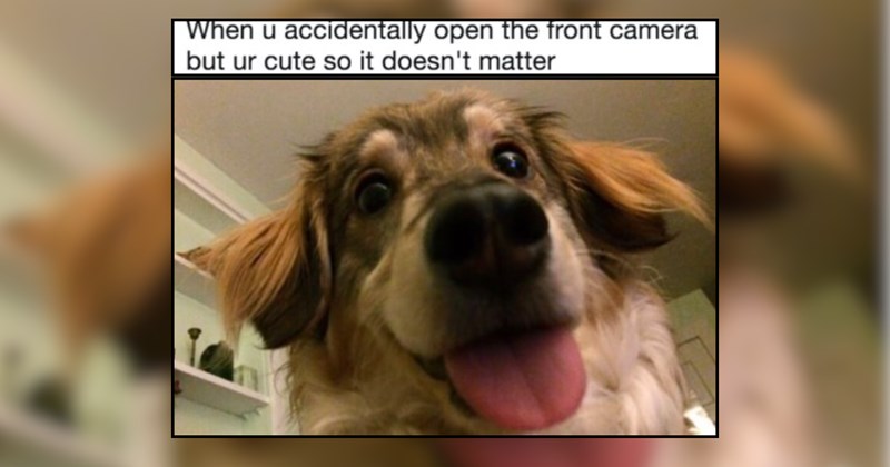 A Heartwarming Morning of Dogs Simply Smiling at You