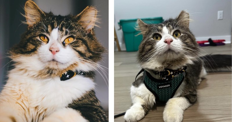 'Despite his hard life, he has remained gentle & sweet!': Affectionate stray wanders the streets in hope for a furrever home, kind human unexpectedly takes him in as his own