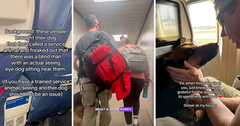 airport flight service animal seeing-eye dog service dogs animals entitled people Animals - 44716037