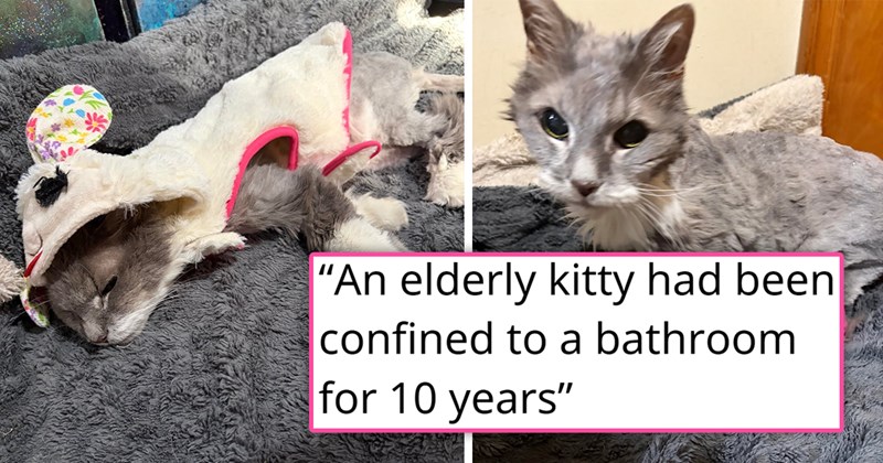 story about a cat that was confined to a bathroom for 10 years finally getting rescued and treated | thumbnail includes two pictures of an old matted gray cat 'an elderly kitty that had been confined to a bathroom for 10 years'