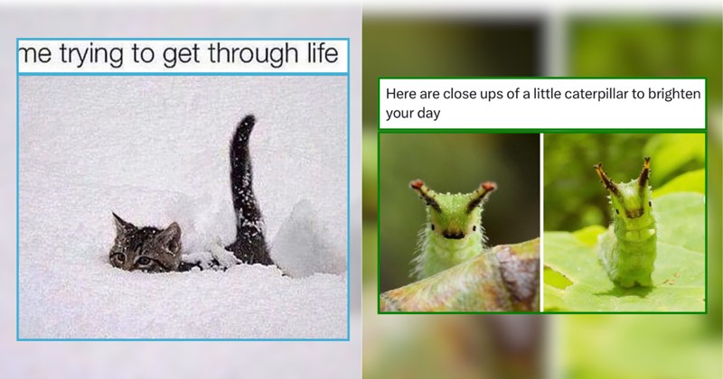 Unique Animal Memes That Bridge the Gap Between Winter and Spring