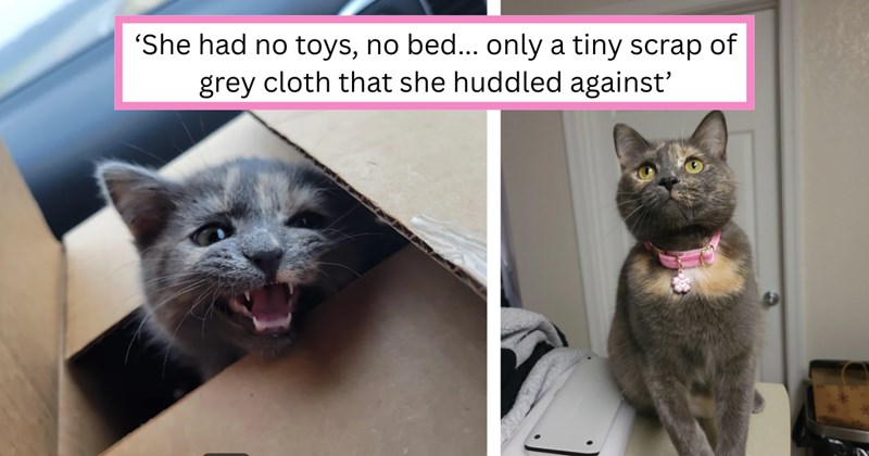 Story and pictures of a kitten rescue | Thumbnail includes one picture of a kitten, one picture of a cat, and one picture of text including '‘She had no toys, no bed, only a tiny scrap of grey cloth that she huddled against’'