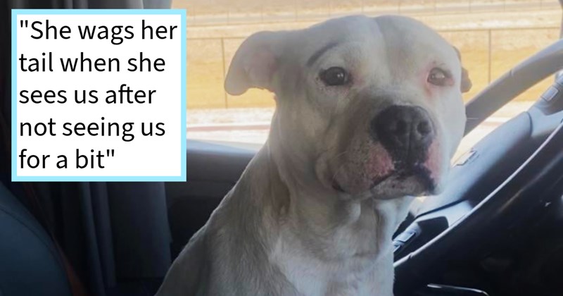 Trucker couple find cactus covered Pit Bull abandoned rest stop and immediately adopt her after being rejected local shelters, new dog mom says: ‘She was alone looked injured neglected so I called out to her’ | thumbnail includes one image which shows a white pit bull sitting in a truck cabin ‘“She wags her tail when she sees us after not seeing us for a bit”’