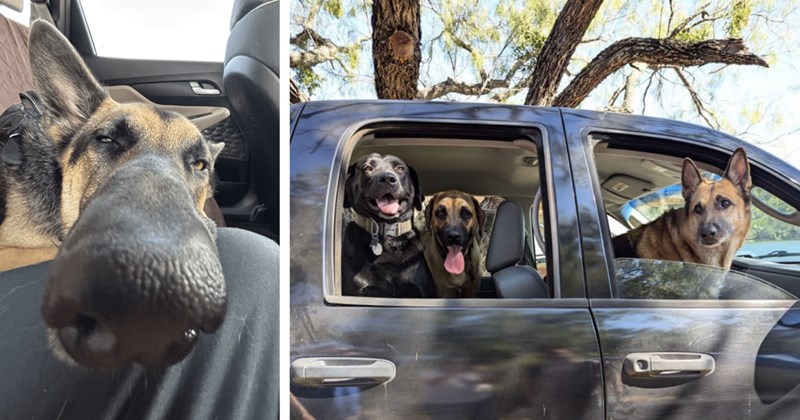 23 Road Tripping Pupper Pics Pawdorable German Shepherds Living their Best Lives | thumbnail includes two images one image shows a german shepherd close up in the back seat of a car, the other image shows three german shepherds sitting in a pickup truck looking out of the windows