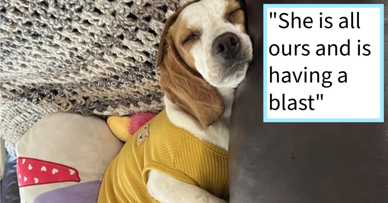 heartwarming story skinny neglected stray Beagle puppy who finally found her furever family home of rural couple after being found land, dog mom says: ‘She is still very loving clingy but she has made our house her home’  | thumbnail includes one image which shows a sleeping beagle wearing a yellow sweater on a couch ‘“She is all ours and is having a blast”’