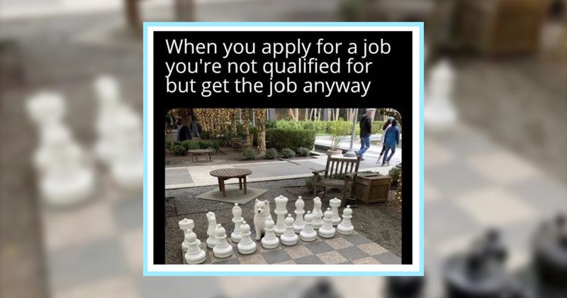 22 Wholesome Dog Memes Perfectly Capable of Calming your Burnt Out Brain | thumbnail includes one image which shows a white dog sitting amongst giant chess pieces in a park ‘When you apply for a job you’re not qualified for but get the job anyway’