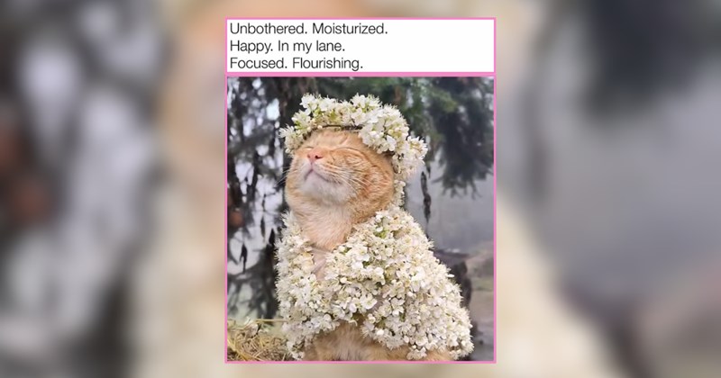 25 Playfully Precious and Purrfectly Practical Cat Memes