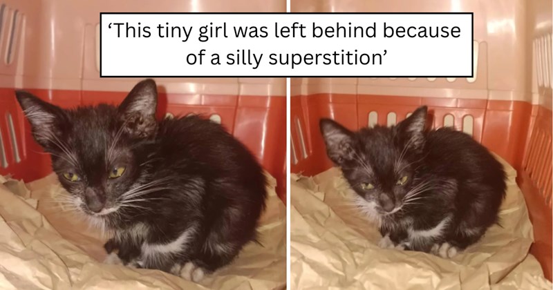 22 pictures of cats and text | thumbnail includes two pictures of cats and one picture of text including '‘This tiny girl was left behind because of a silly superstition’' 